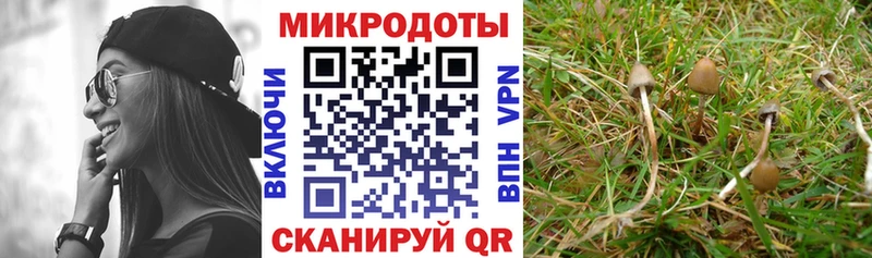 Купить  Костомукша  Галлюциногенные грибы Psilocybe 